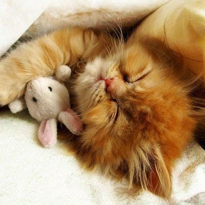 Estilo y hogar: La primera noche de un gato en casa.